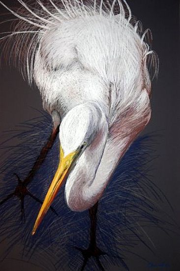 Elegant Egret - Great Egret by Kitty Harvill